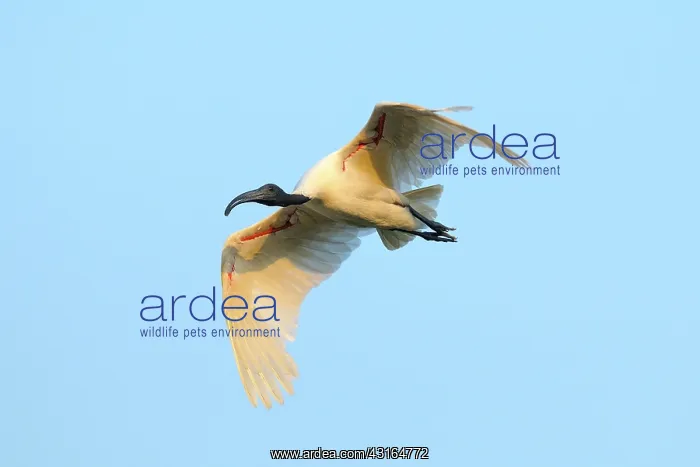 : Black-headed Ibis : Black-headed Ibis