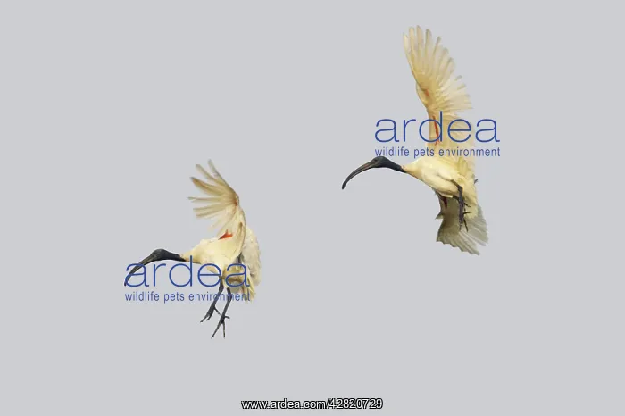 : Black-Headed Ibis - in flight : Black-Headed Ibis - in flight
