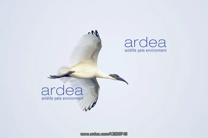 : Black-Headed Ibis - in flight : Black-Headed Ibis - in flight