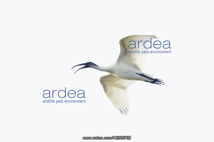 : Black-Headed Ibis - in flight : Black-Headed Ibis - in flight