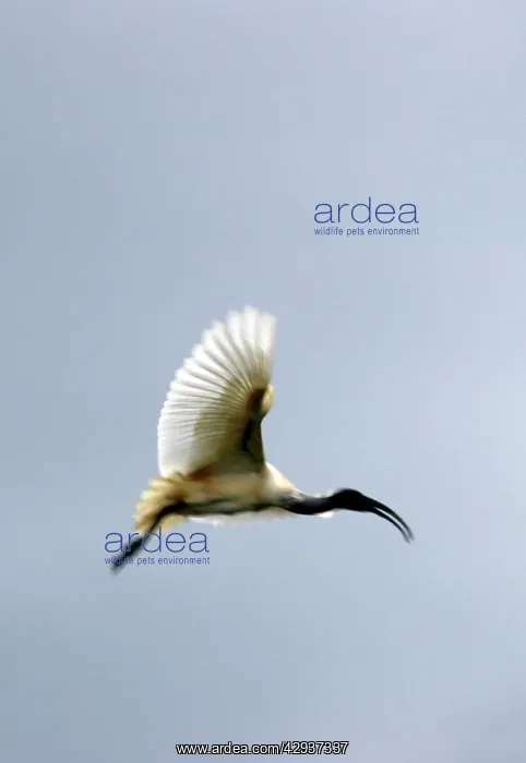 : Black headed Ibis, in flight : Black headed Ibis, in flight