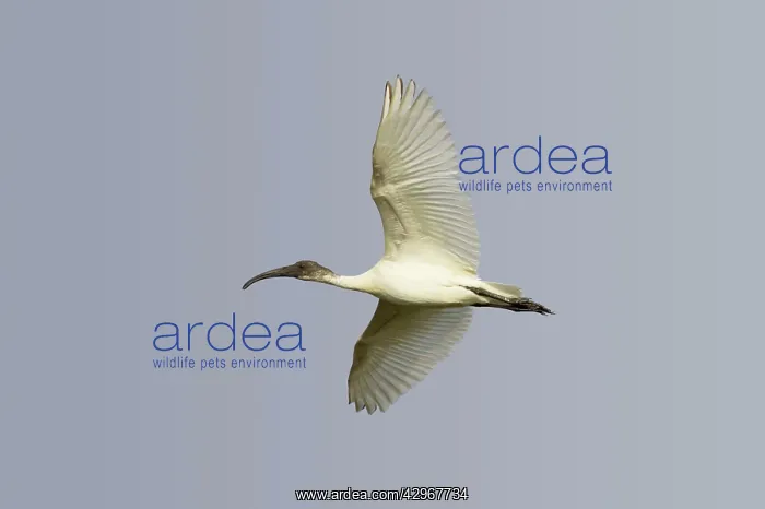 : Black-Headed Ibis - in flight : Black-Headed Ibis - in flight