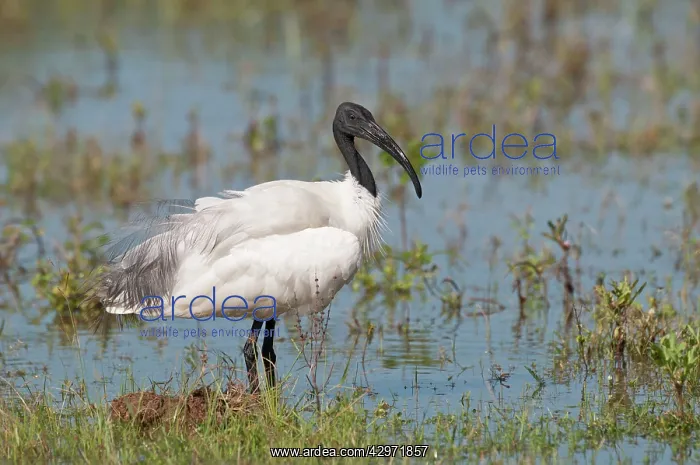 : Black-headed Ibis - standing in water : Black-headed Ibis - standing in water