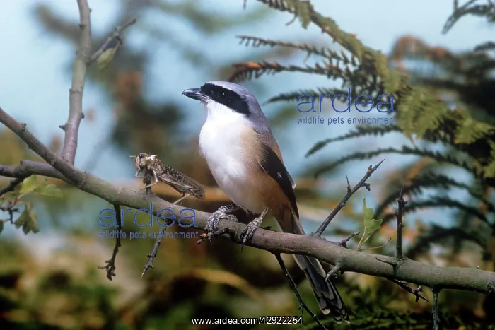 : black-headed / Long-Tailed / black-tailed / Rufous-backed : black-headed / Long-Tailed / black-tailed / Rufous-backed
