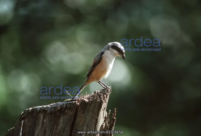 : black-headed / Long-Tailed / black-tailed / Rufous-backed : black-headed / Long-Tailed / black-tailed / Rufous-backed