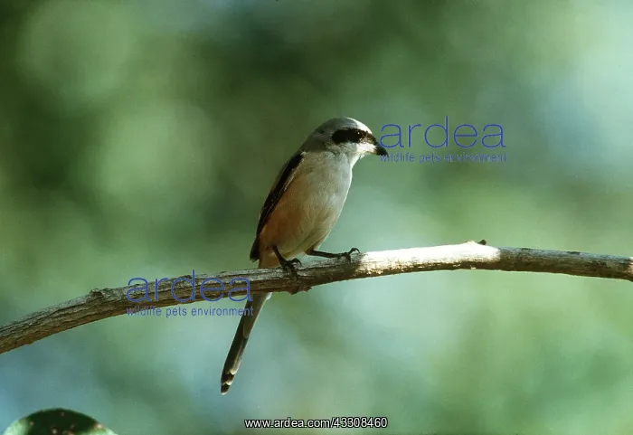  : black-headed  /  Long-Tailed  /  black-tailed  /  Rufous-backed