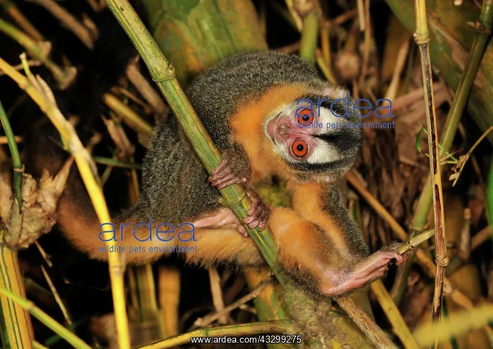 : Black-headed Night Monkey - inside bamboo Tambopata-Candamo : Black-headed Night Monkey - inside bamboo Tambopata-Candamo