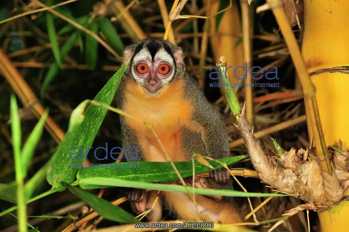 : Black-headed Night Monkey - inside bamboo Tambopata-Candamo : Black-headed Night Monkey - inside bamboo Tambopata-Candamo