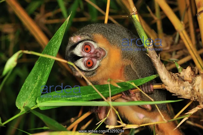 : Black-headed Night Monkey - inside bamboo Tambopata-Candamo : Black-headed Night Monkey - inside bamboo Tambopata-Candamo
