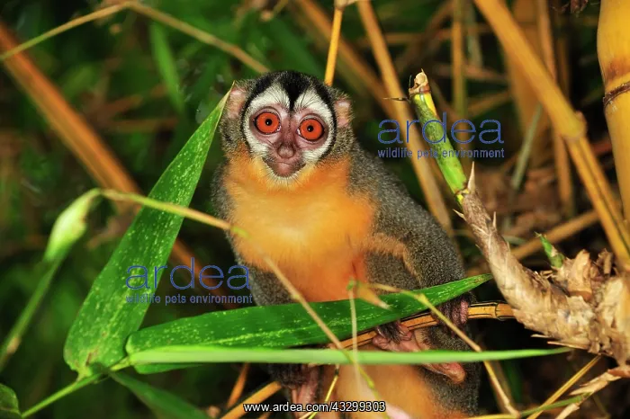 : Black-headed Night Monkey - inside bamboo Tambopata-Candamo : Black-headed Night Monkey - inside bamboo Tambopata-Candamo