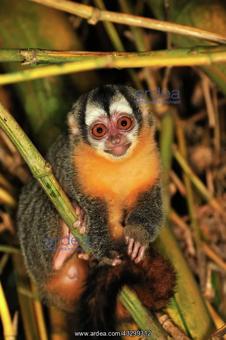 : Black-headed Night Monkey - inside bamboo Tambopata-Candamo : Black-headed Night Monkey - inside bamboo Tambopata-Candamo