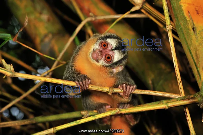 : Black-headed Night Monkey - inside bamboo Tambopata-Candamo : Black-headed Night Monkey - inside bamboo Tambopata-Candamo