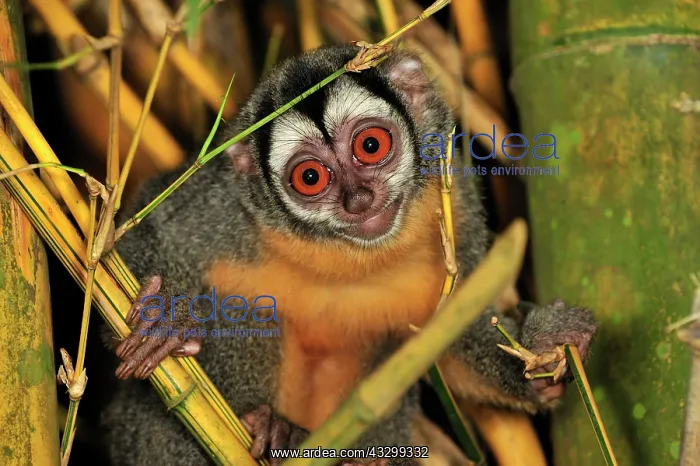 : Black-headed Night Monkey - inside bamboo Tambopata-Candamo : Black-headed Night Monkey - inside bamboo Tambopata-Candamo