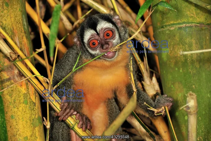 : Black-headed Night Monkey - inside bamboo Tambopata-Candamo : Black-headed Night Monkey - inside bamboo Tambopata-Candamo