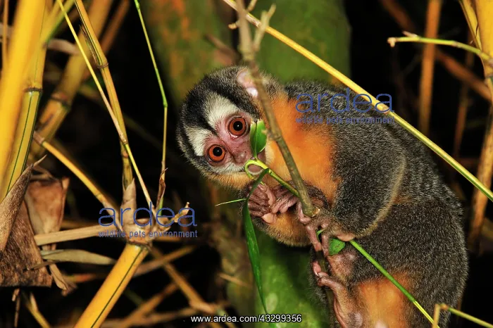 : Black-headed Night Monkey - inside bamboo Tambopata-Candamo : Black-headed Night Monkey - inside bamboo Tambopata-Candamo