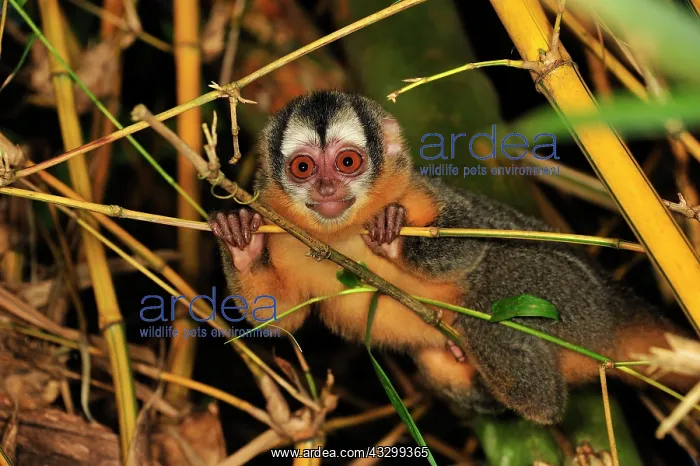 : Black-headed Night Monkey - inside bamboo Tambopata-Candamo : Black-headed Night Monkey - inside bamboo Tambopata-Candamo