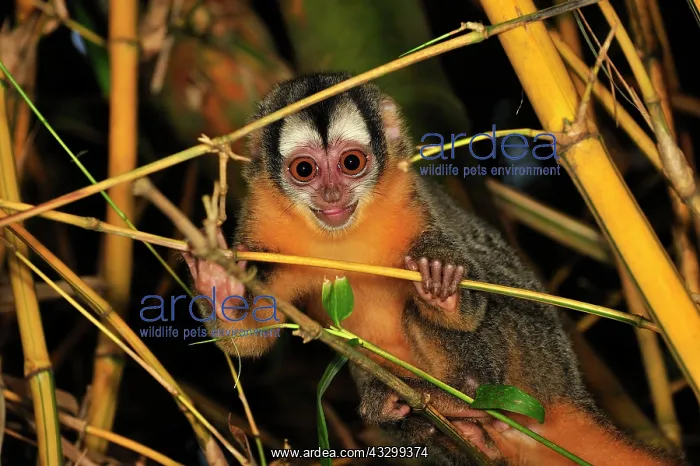 : Black-headed Night Monkey - inside bamboo Tambopata-Candamo : Black-headed Night Monkey - inside bamboo Tambopata-Candamo