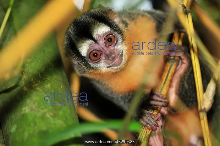 : Black-headed Night Monkey - inside bamboo Tambopata-Candamo : Black-headed Night Monkey - inside bamboo Tambopata-Candamo