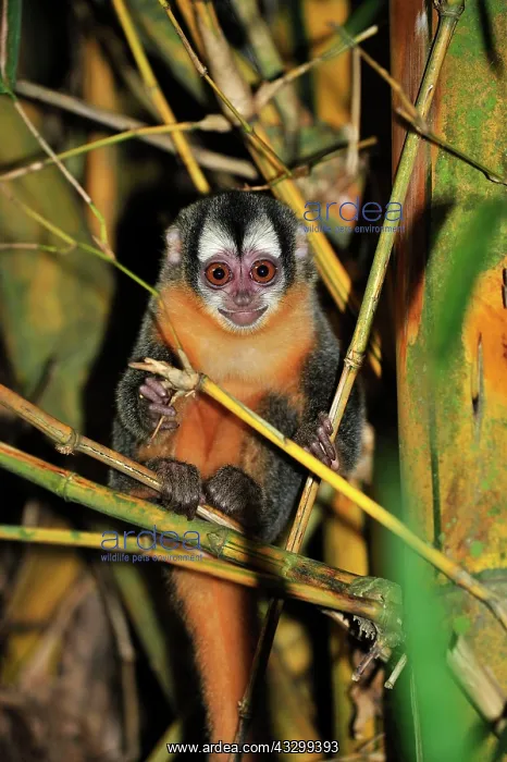 : Black-headed Night Monkey - inside bamboo Tambopata-Candamo : Black-headed Night Monkey - inside bamboo Tambopata-Candamo