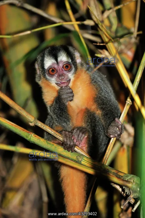 : Black-headed Night Monkey - inside bamboo Tambopata-Candamo : Black-headed Night Monkey - inside bamboo Tambopata-Candamo