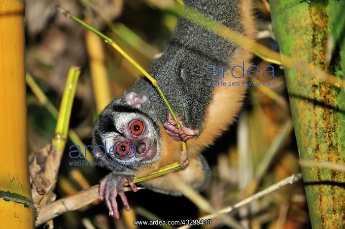 : Black-headed Night Monkey - inside bamboo Tambopata-Candamo : Black-headed Night Monkey - inside bamboo Tambopata-Candamo