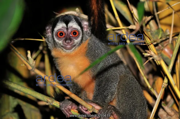 : Black-headed Night Monkey - inside bamboo Tambopata-Candamo : Black-headed Night Monkey - inside bamboo Tambopata-Candamo