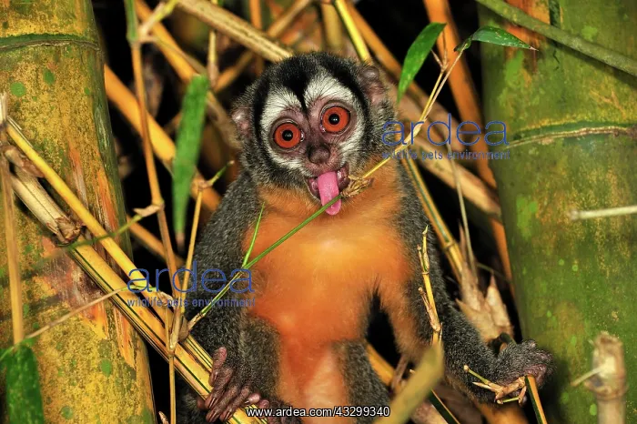 : Black-headed Night Monkey - tongue out - inside : Black-headed Night Monkey - tongue out - inside
