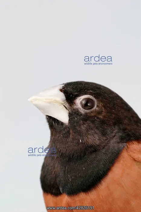 : Black-headed NUN - Close-up of head side view : Black-headed NUN - Close-up of head side view