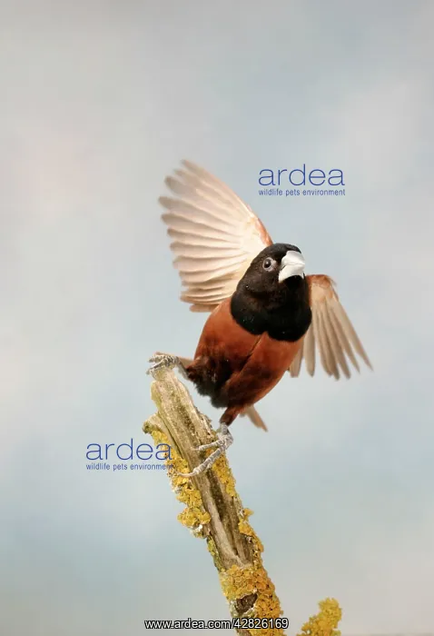 : Black-headed NUN / Moluccan Mannikin - Taking off : Black-headed NUN / Moluccan Mannikin - Taking off
