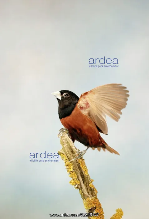 : Black-headed NUN - Wings open side view : Black-headed NUN - Wings open side view