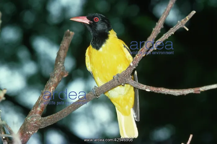 : Black-headed ORIOLE : Black-headed ORIOLE