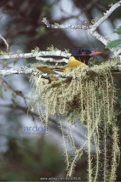 : BLACK-HEADED ORIOLE - on nest : BLACK-HEADED ORIOLE - on nest