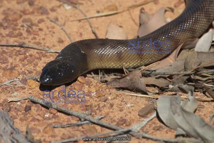 : Black-headed Python : Black-headed Python
