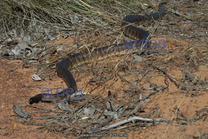 : Black-headed Python : Black-headed Python
