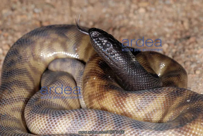 : Black-headed Python : Black-headed Python