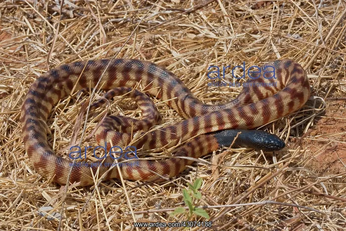: Black-headed Python : Black-headed Python