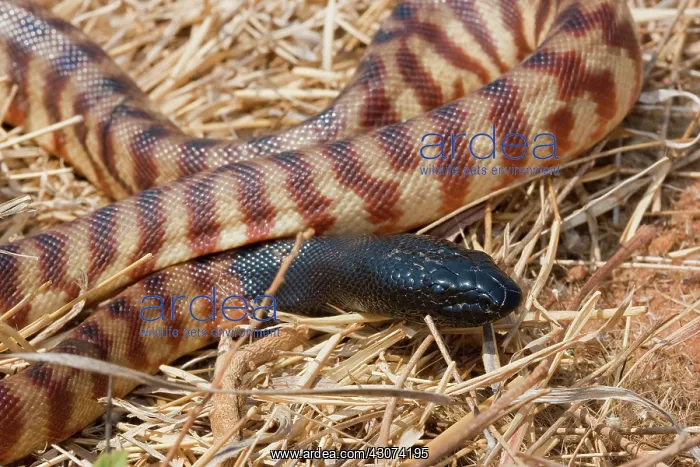 : Black-headed Python : Black-headed Python