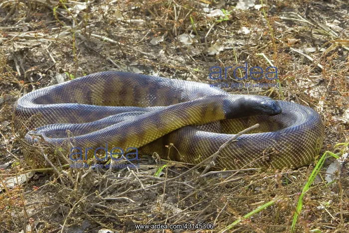 : Black-headed Python : Black-headed Python