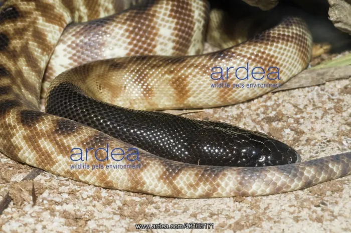 : Black-headed python : Black-headed python