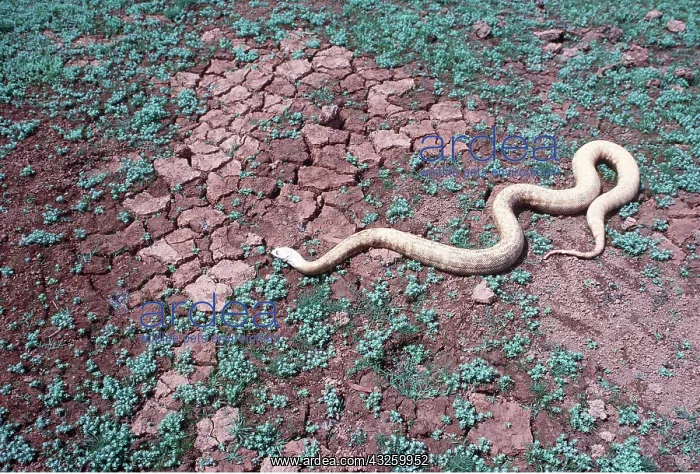 : BLACK-HEADED PYTHON - albino : BLACK-HEADED PYTHON - albino