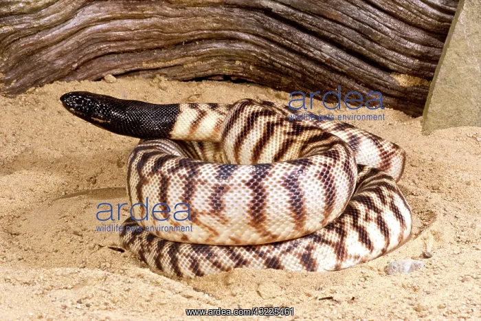 : Black-headed Python, Aspidites melanocephalus : Black-headed Python, Aspidites melanocephalus