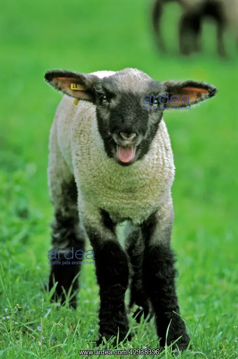 : Black headed Sheep at pasture, bleating : Black headed Sheep at pasture, bleating