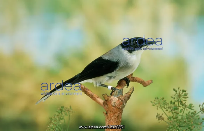 : Black - Headed SIBIA - side view, perched on branch : Black - Headed SIBIA - side view, perched on branch