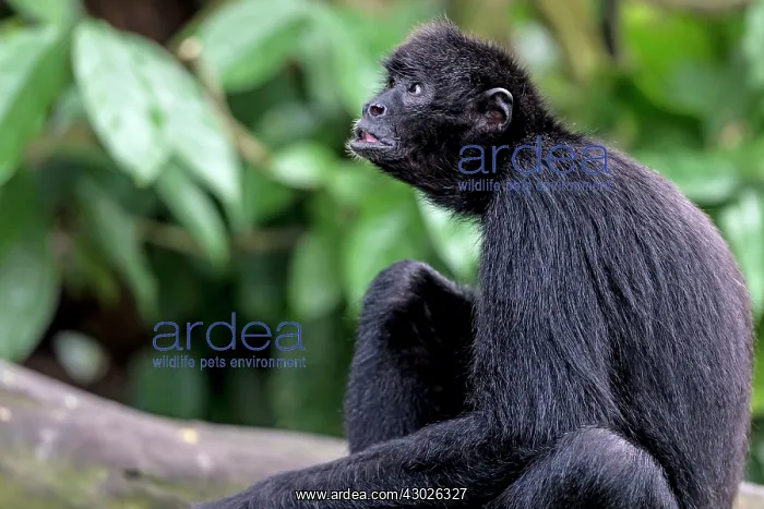  : Black Headed Spider Monkey
