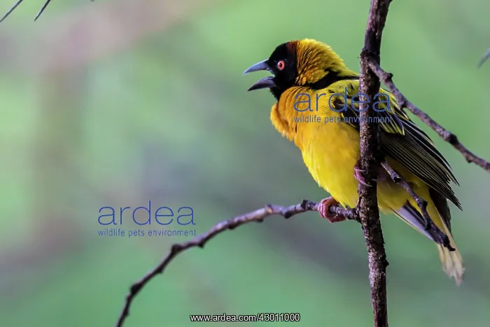 : Black-headed / Spotted-backed / Black Headed Weaver : Black-headed / Spotted-backed / Black Headed Weaver