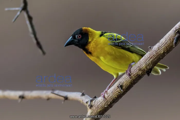 : Black-headed / Spotted-backed / Black Headed Weaver : Black-headed / Spotted-backed / Black Headed Weaver