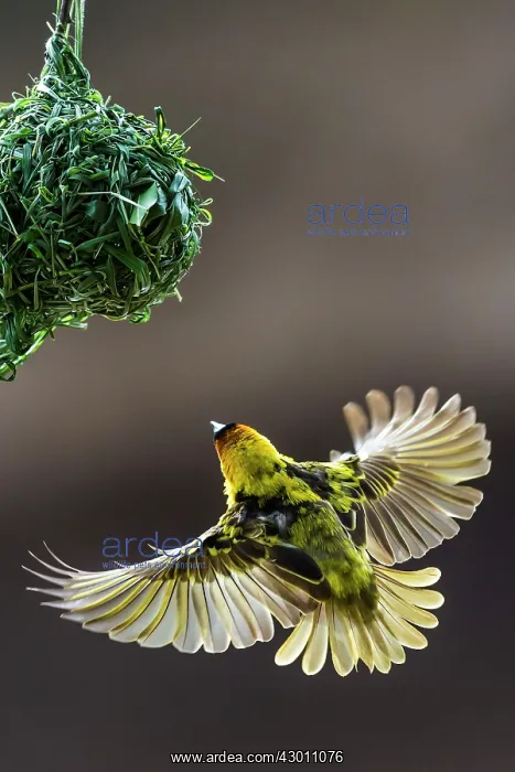 : Black-headed / Spotted-backed / Black Headed Weaver : Black-headed / Spotted-backed / Black Headed Weaver