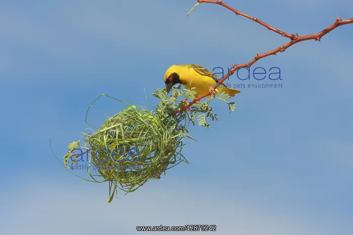: Black-headed / Spotted-backed / Village Weaver : Black-headed / Spotted-backed / Village Weaver