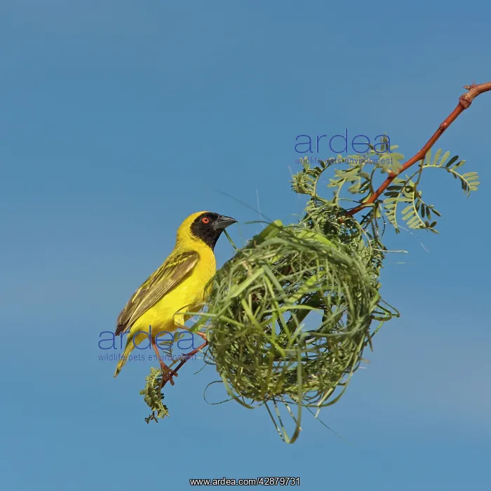 : Black-headed / Spotted-backed / Village Weaver : Black-headed / Spotted-backed / Village Weaver