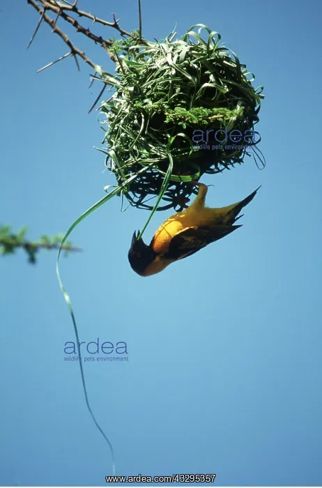  : Black-headed  /  Spotted-backed  /  Village WEAVER -